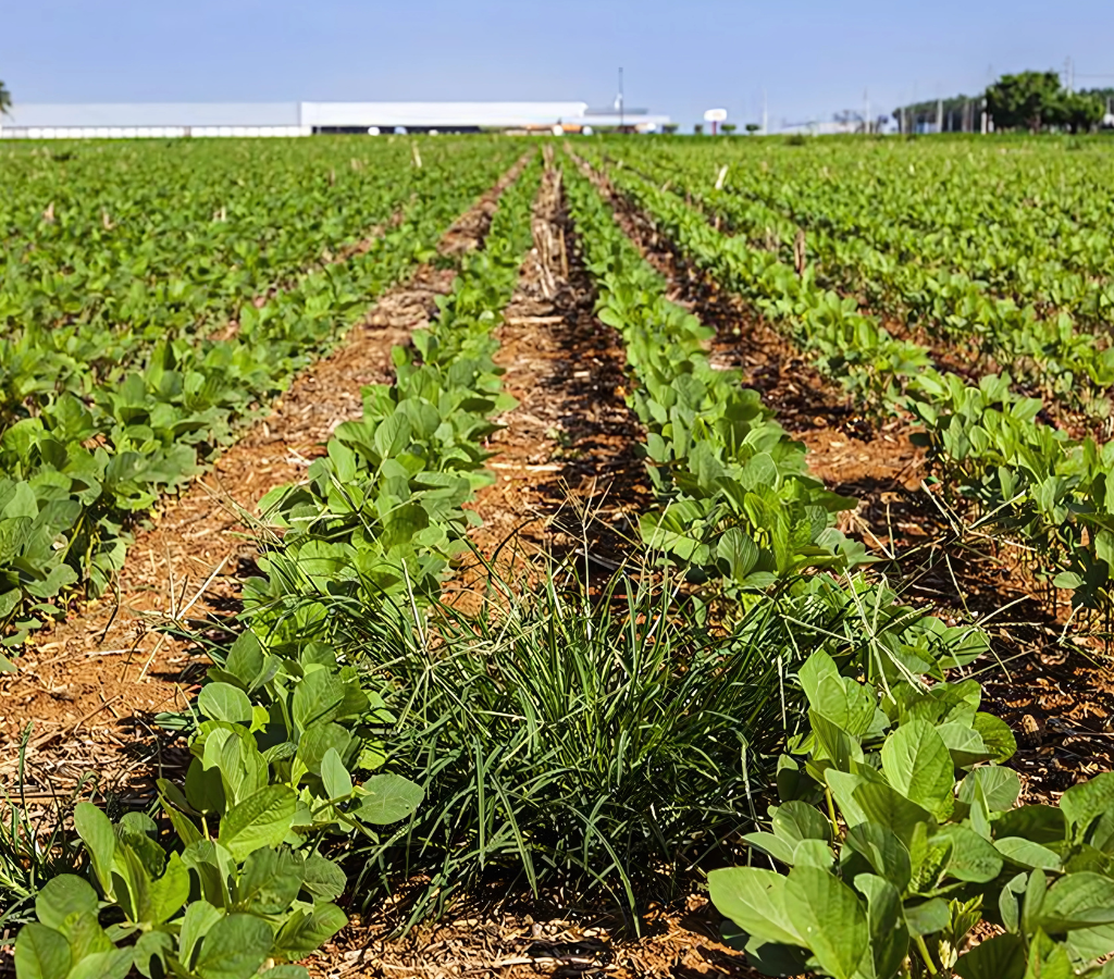 Resistência das plantas daninhas