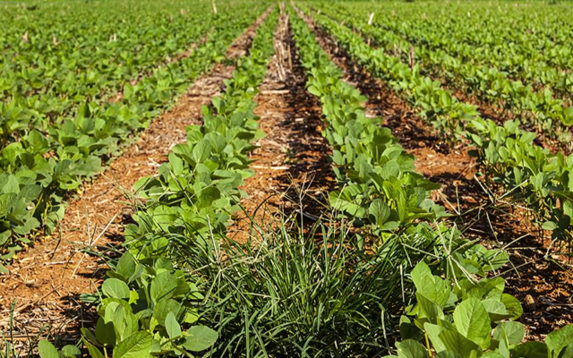Resistência das plantas daninhas