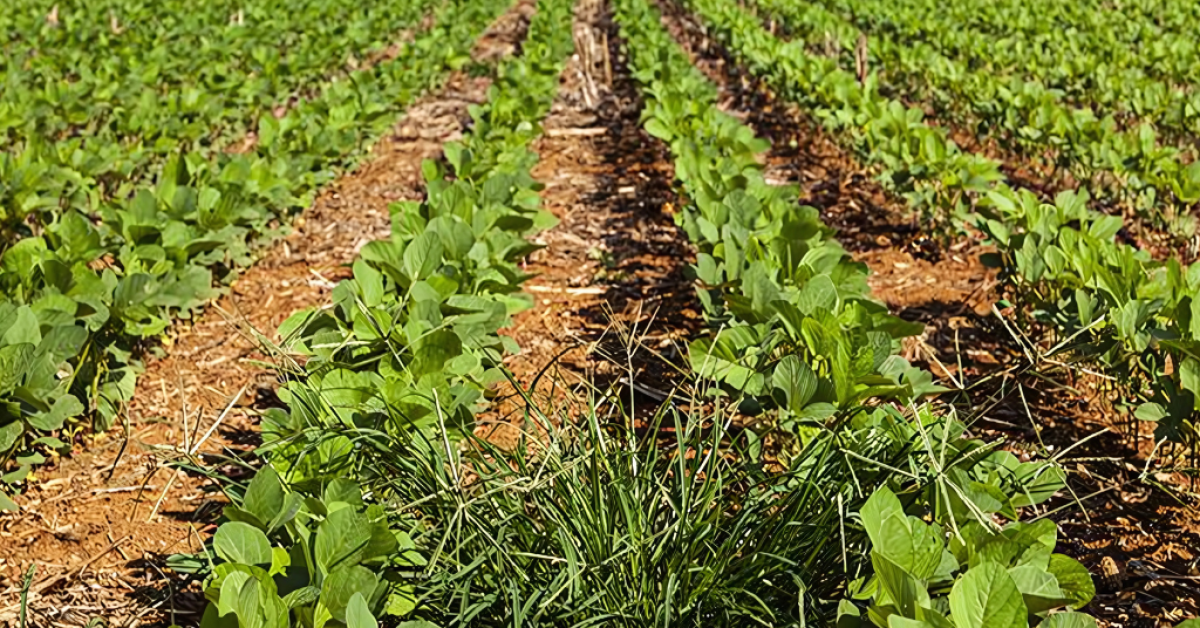 Resistência das plantas daninhas